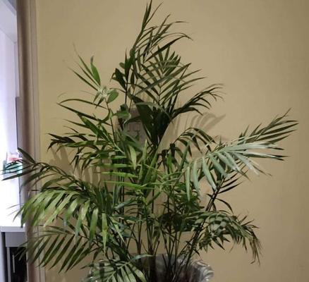 袖珍椰子的浇水频率是多少？如何正确照顾袖珍椰子？