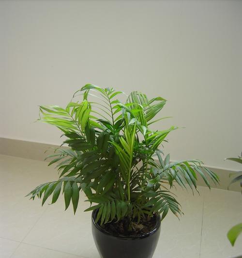 袖珍椰子的浇水频率是多少？如何正确照顾袖珍椰子？