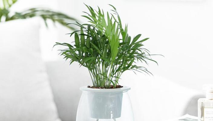 袖珍椰子的浇水频率是多少？如何正确照顾袖珍椰子？