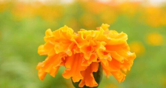 六月繁花盛开,探寻最具代表性的花朵(缤纷花海中的独特魅力) 六月繁花盛开,探寻最具代表性的花朵(缤纷花海中的独特魅力)