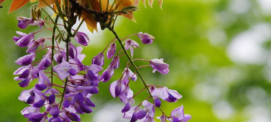 六月繁花盛开,探寻最具代表性的花朵(缤纷花海中的独特魅力) 六月繁花盛开,探寻最具代表性的花朵(缤纷花海中的独特魅力)