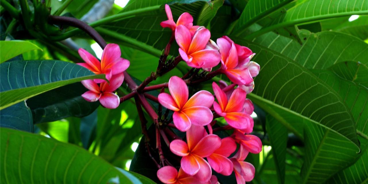 六月繁花盛开,探寻最具代表性的花朵(缤纷花海中的独特魅力) 六月繁花盛开,探寻最具代表性的花朵(缤纷花海中的独特魅力)