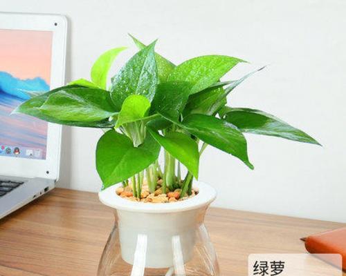 绿萝水养的正确方法是什么？水养绿萝需要注意哪些事项？