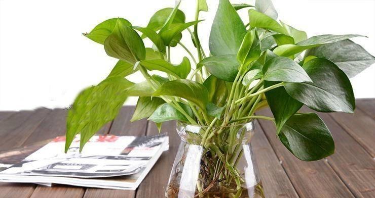 绿萝水养的正确方法是什么？水养绿萝需要注意哪些事项？