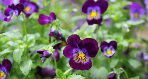 浪漫花语——以花为媒，传递爱的情感（探寻花的浪漫意义）