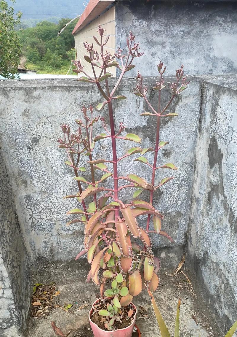 玉麒麟会开花吗？开花时是什么样的？
