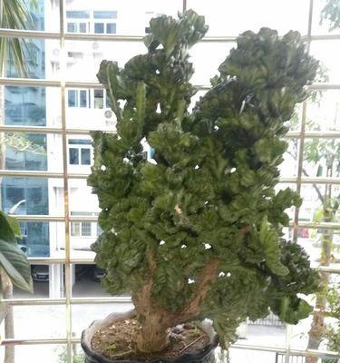 玉麒麟会开花吗？开花时是什么样的？