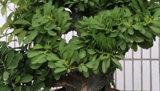 玉麒麟会开花吗？开花时是什么样的？