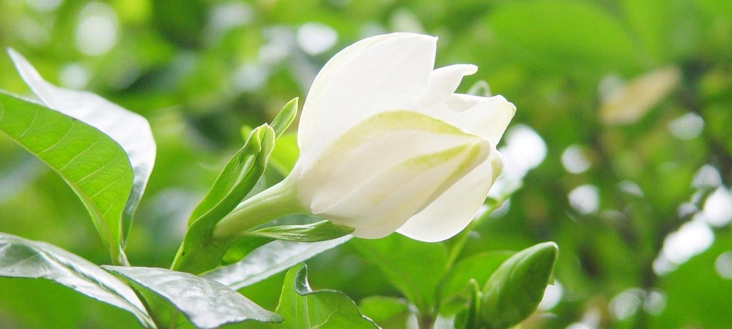 栀子花的花语及寓意(传递爱与希望的栀子花盛开在心间) 栀子花的花语及寓意(传递爱与希望的栀子花盛开在心间)