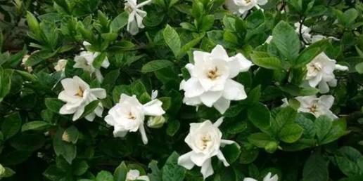 栀子花的花语及寓意(传递爱与希望的栀子花盛开在心间) 栀子花的花语及寓意(传递爱与希望的栀子花盛开在心间)