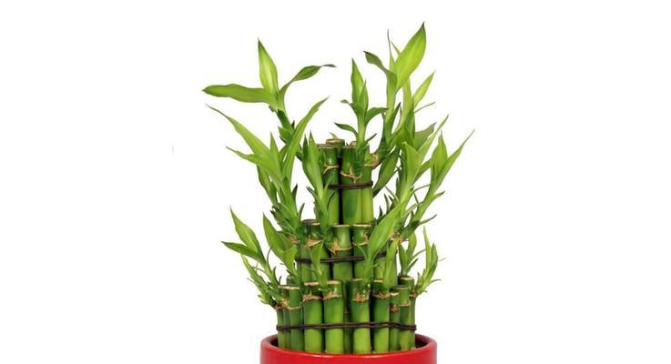 以龙头竹的风水寓意与摆放位置(探讨龙头竹的吉祥象征及适宜摆放位置) 以龙头竹的风水寓意与摆放位置(探讨龙头竹的吉祥象征及适宜摆放位置)