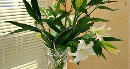 以龙头竹的风水寓意与摆放位置(探讨龙头竹的吉祥象征及适宜摆放位置) 以龙头竹的风水寓意与摆放位置(探讨龙头竹的吉祥象征及适宜摆放位置)