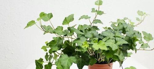 家里养常春藤风水好吗?常春藤在家居风水中的作用是什么? 家里养常春藤风水好吗?常春藤在家居风水中的作用是什么?