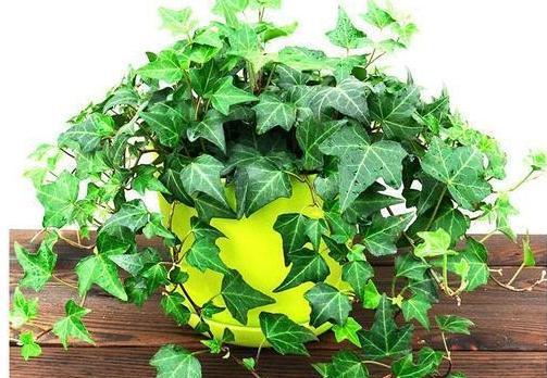 家里养常春藤风水好吗?常春藤在家居风水中的作用是什么? 家里养常春藤风水好吗?常春藤在家居风水中的作用是什么?