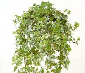 家里养常春藤风水好吗?常春藤在家居风水中的作用是什么? 家里养常春藤风水好吗?常春藤在家居风水中的作用是什么?