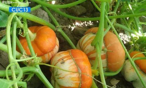 老南瓜怎么保存最好？最佳保存方法是什么？