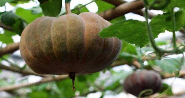 老南瓜怎么保存最好？最佳保存方法是什么？