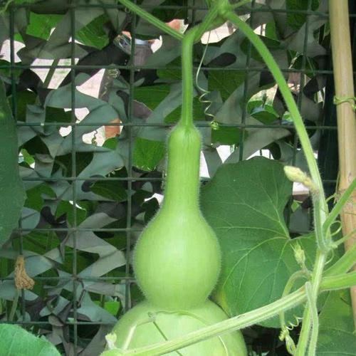 葫芦的寓意和象征风水之探究（葫芦的神奇力量与文化象征）