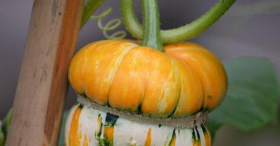 老南瓜怎么保存最好？最佳保存方法是什么？