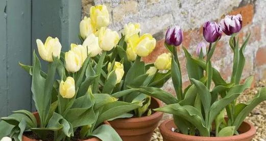 郁金香配土方法是什么？种植土壤应该注意哪些问题？