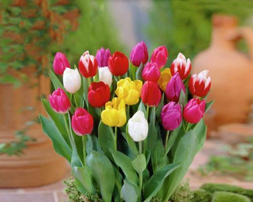 郁金香配土方法是什么?种植土壤应该注意哪些问题?