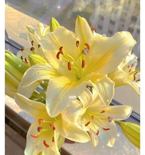 黄天霸百合的意义与象征（揭示自由）