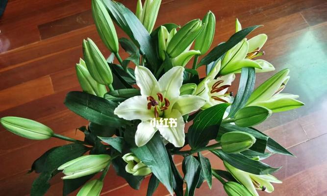 黄天霸百合的意义与象征（揭示自由）