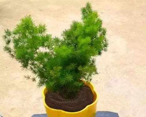 蓬莱松养殖技巧大揭秘？注意这些要点能避免常见问题吗？