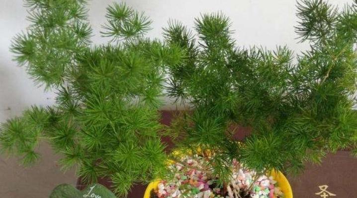 蓬莱松养殖技巧大揭秘？注意这些要点能避免常见问题吗？