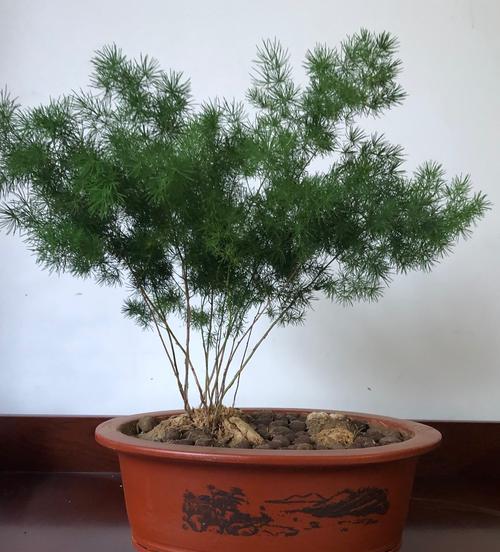 蓬莱松养殖技巧大揭秘？注意这些要点能避免常见问题吗？