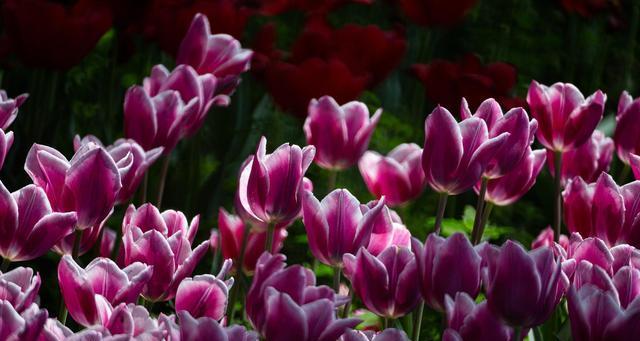 郁金香花语的含义及暗示（探索郁金香花语在爱情）