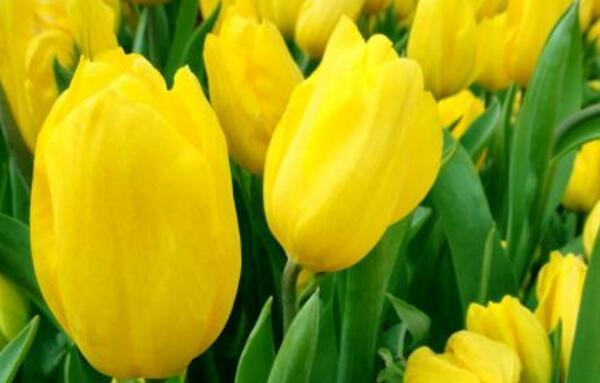 郁金香花语的含义及暗示（探索郁金香花语在爱情）