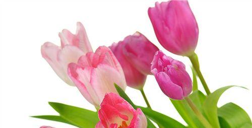 郁金香花的象征意义(探究郁金香的文化与情感内涵)