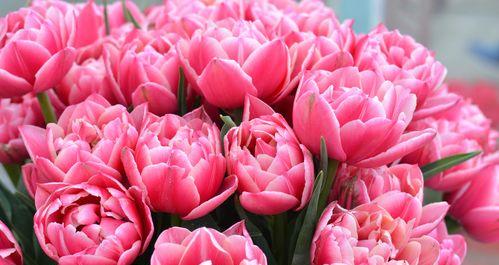 郁金香花的象征意义（探究郁金香的文化与情感内涵）