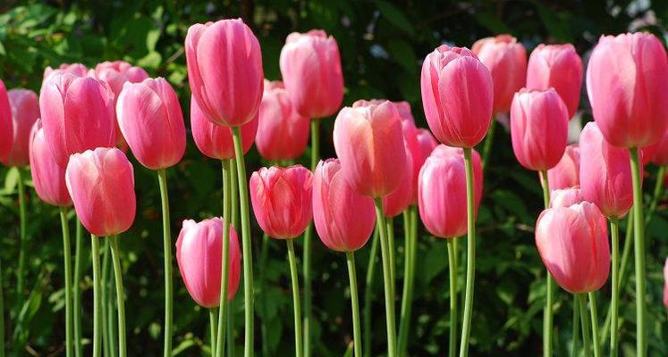 郁金香花的象征意义（探究郁金香的文化与情感内涵）