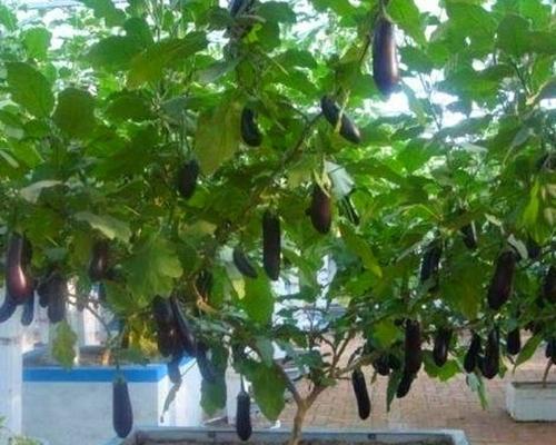 辣椒茄子几月份种植合适？最佳种植时间是什么时候？