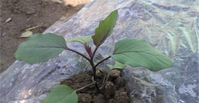 辣椒茄子几月份种植合适？最佳种植时间是什么时候？