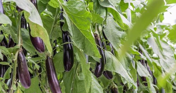 辣椒茄子几月份种植合适？最佳种植时间是什么时候？