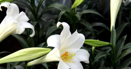 百合(百合的象征意义与文化内涵) 百合(百合的象征意义与文化内涵)