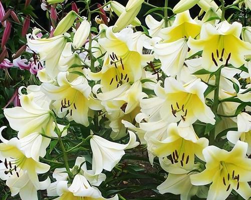 百合(百合的象征意义与文化内涵) 百合(百合的象征意义与文化内涵)