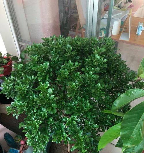 米兰花冬天开花吗？如何确保冬季开花？