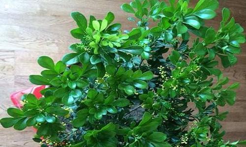 米兰花冬天开花吗？如何确保冬季开花？