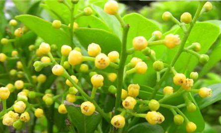 米兰花冬天开花吗？如何确保冬季开花？