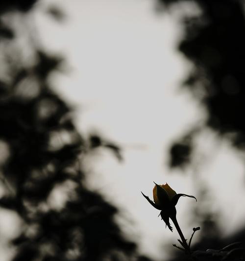 孤独忧郁的青春岁月（以蔷薇花为象征的孤独忧郁青春）