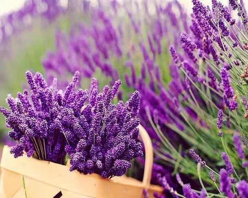 薰衣草(自然之馈赠)