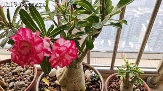 玫瑰几天浇一次水最好？如何正确养护玫瑰花？