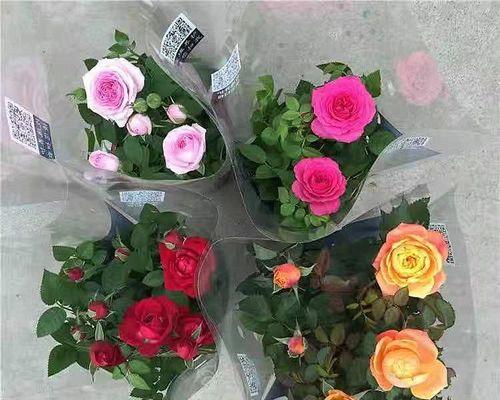 玫瑰几天浇一次水最好？如何正确养护玫瑰花？