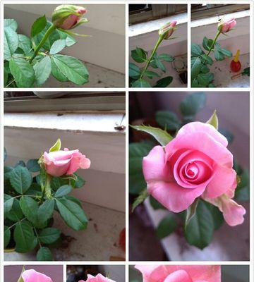 玫瑰几天浇一次水最好？如何正确养护玫瑰花？