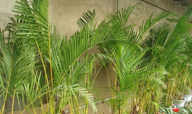 凤尾竹喜水吗？它属于喜水植物吗？