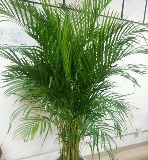 凤尾竹喜水吗？它属于喜水植物吗？